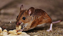 24 Hour & Emergency Exterminators in Ireland, WV